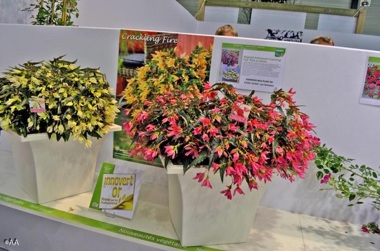 Le concours du salon a attribué un Innovert d’or au Begonia boliviensis crackling fire, en catégorie horticulture.