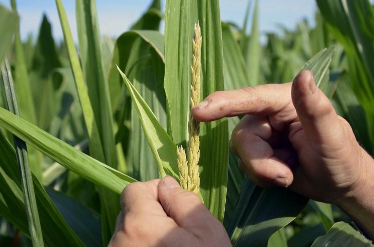 En 2016, 5 491 hectares sont destinés à la production de semences de maïs dans le département.