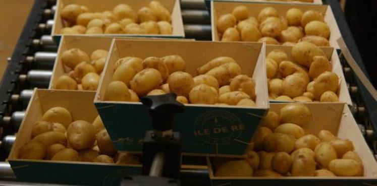 Selon El País, les importations moyennes se sont élevées à 700 000 tonnes par rapport à une production de 2,3 millions. Traditionnellement, les pommes de terre étaient importées des Pays-Bas. Mais la France a pris les devants avec déjà 500 000 tonnes d'importations.