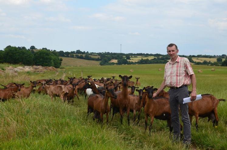 Trois ans après son installation, Emmanuel Cornilleau conduit son troupeau de chèvres en lactation au pâturage.