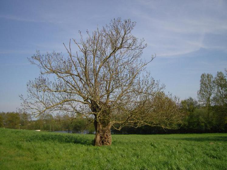 Cet été, près d’un demi million de citoyens européens avaient répondu à la consultation publique de la Commission de Bruxelles pour demander le maintien en l’état de la législation européenne pour la protection de la nature.