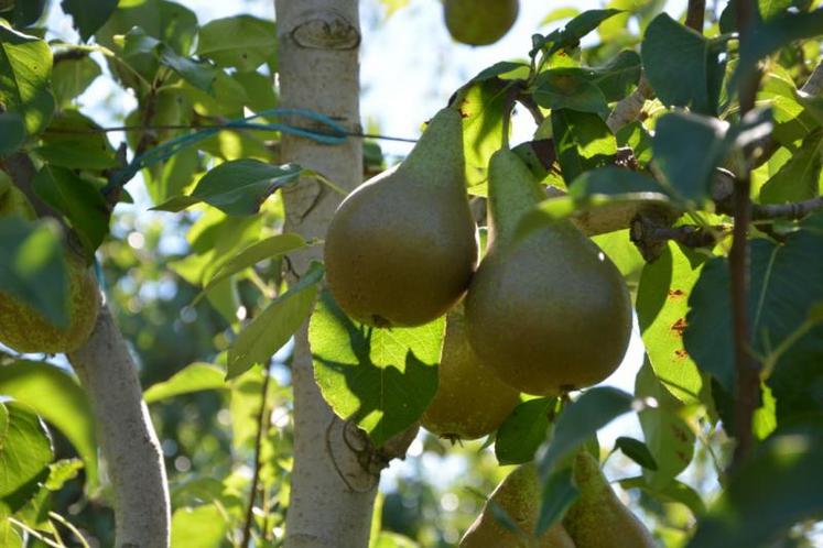 Poires de variété Conférence