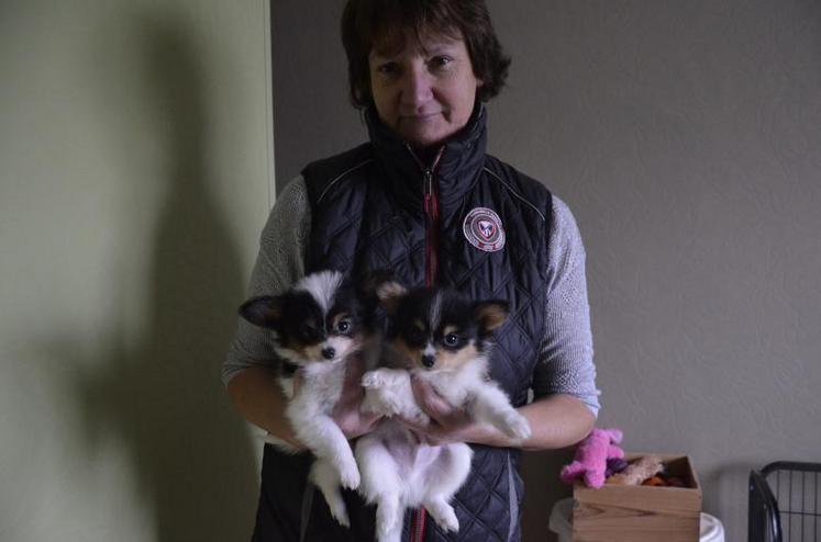 Isabelle Carré vend une soixantaine de chiots par an. Ici, des petits épagneuls continental nain papillon.