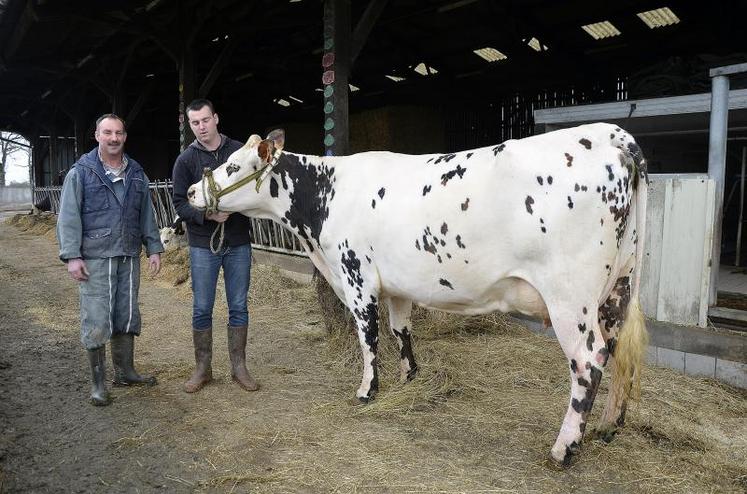 Jean-Pierre Cassin (EARL du Mesnil) et son fils Pierre présentent la vache Idéalisé, en cours de 2ème lactation. Le concours normand aura lieu dimanche 26 février.