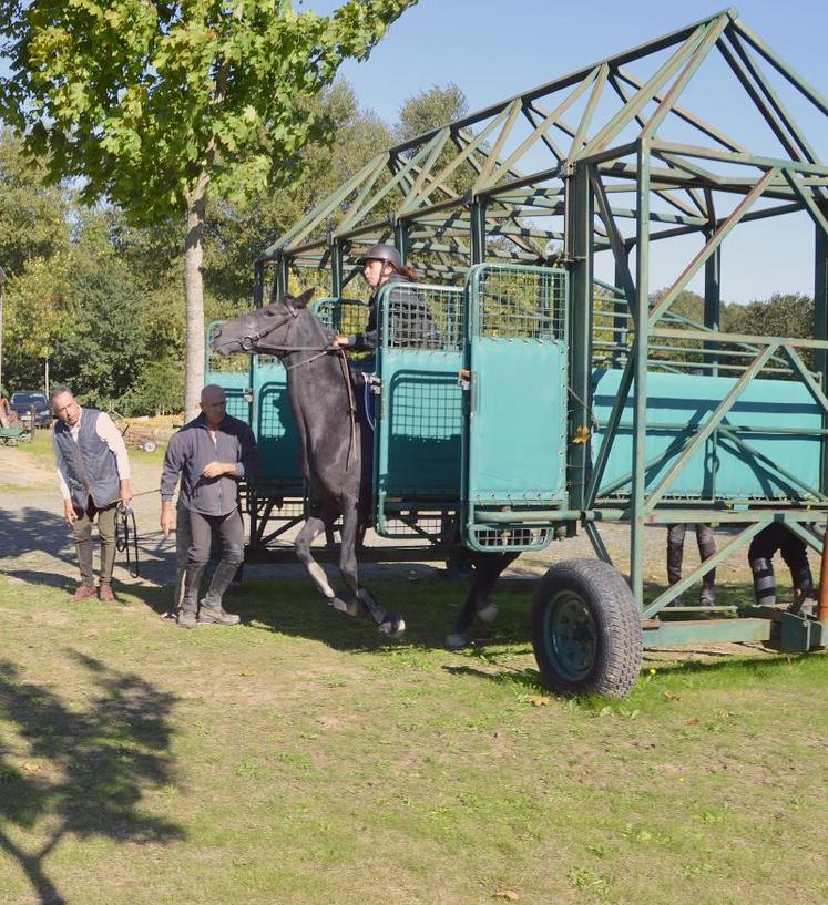 L’école Blondeau débourre mais aussi rééduque les chevaux. Par exemple, la jument sur la photo. Elle refusait de sortir de la boîte de départ. Après une semaine de rééducation, l’animal réussit l’exercice et va retourner à son propriétaire.