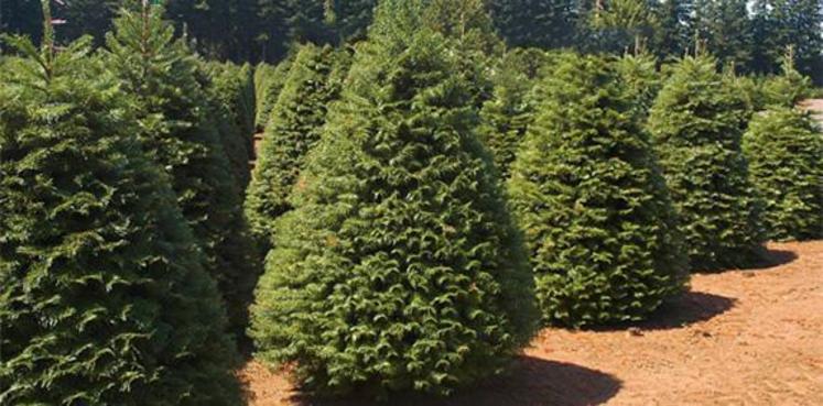 Les Français privilégient les sapins naturels pour Noël et en ont acheté 5,3 millions en 2015, selon les données de FranceAgriMer. Cela représente un marché de 140 M d'euros. 80 % de ces sapins sont cultivés en France.