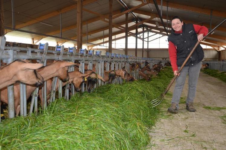 Installée depuis 2008 à l’EARL Chèvretheil, Jessica Delaunay a opté pour l’affouragement en vert pour son élevage de chèvres alpines.