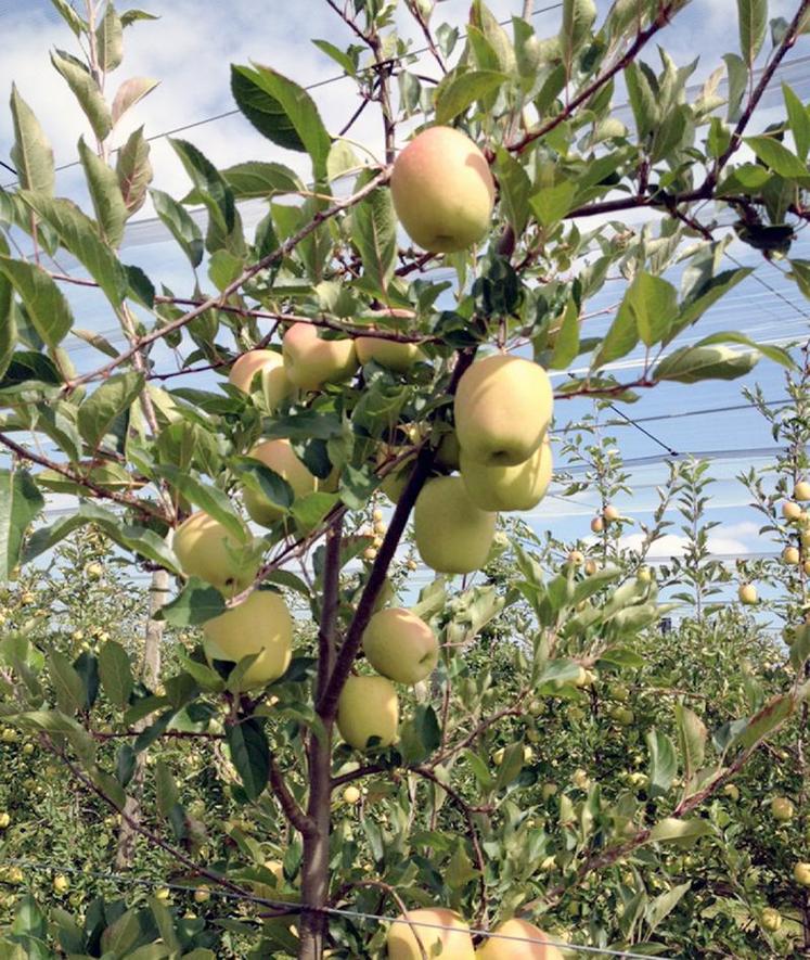 La pomme Tentation part à la conquête des tables américaines.