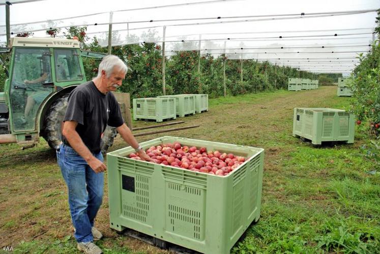 Chez Jean-Yves Fouin, arboriculteur à Champigné, la cueillette des pommes a commencé mardi. 
55 saisonniers sont déjà à pied d’œuvre. Ils seront près de 100 dans quelques jours.