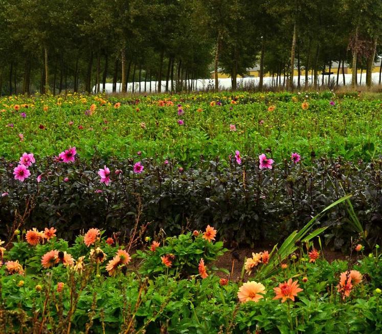 L'entreprise Nova Flore Jardin commercialisait 1,7 million de bulbes chaque année.