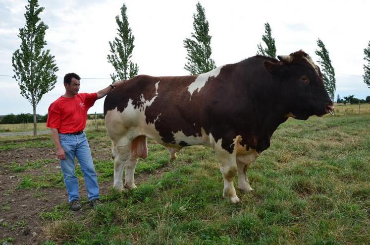 Hervé Ménard, éleveur au Fief-Sauvin (49) amènera son taureau Flaneur au concours national de Metz.