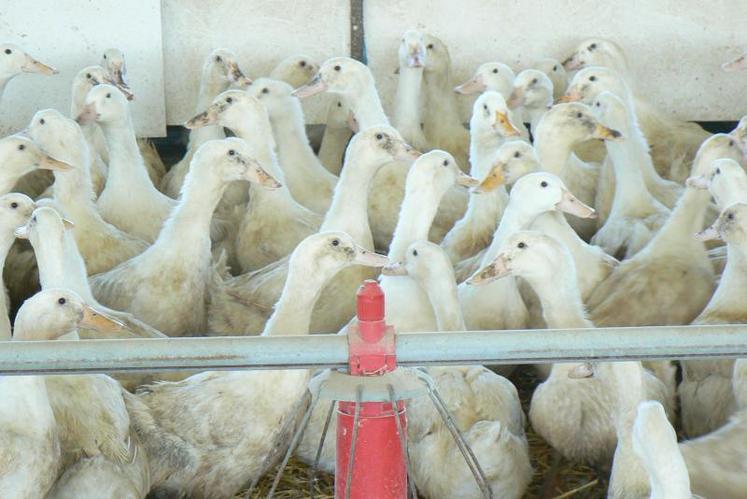 Dans certaines zones stabilisées du Sud-Ouest de la France, il est désormais possible de réintroduire des gallinacées. Pour les palmipèdes gras, « si la situation continue à évoluer favorablement », ils pourront être réintroduits fin mai 2017 à la suite d’un arrêté.