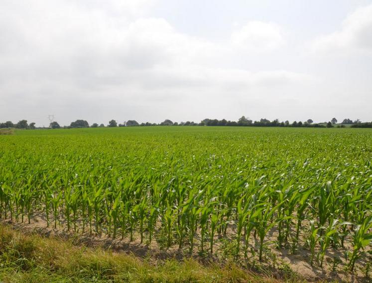 L'AGPM a obtenu le principe de certification des surfaces de maïs, dans le cadre du verdissement de la Pac.