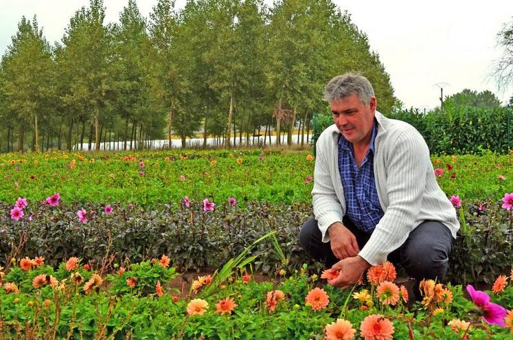 Cette année, Thierry Flécheau, horticulteur à Beaufort-en-Vallée,  a planté 42 variétés de dahlias dont 20 avec le Label rouge.