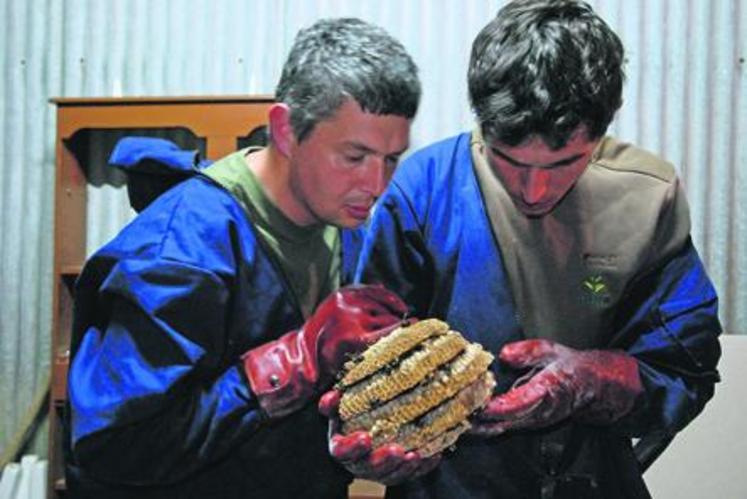 L’enveloppe externe d’un nid est formé de papier mâché. Celui-ci est le deuxième plus important détruit, dans le Maine-et-Loire, par les professionnels du FDgdon.