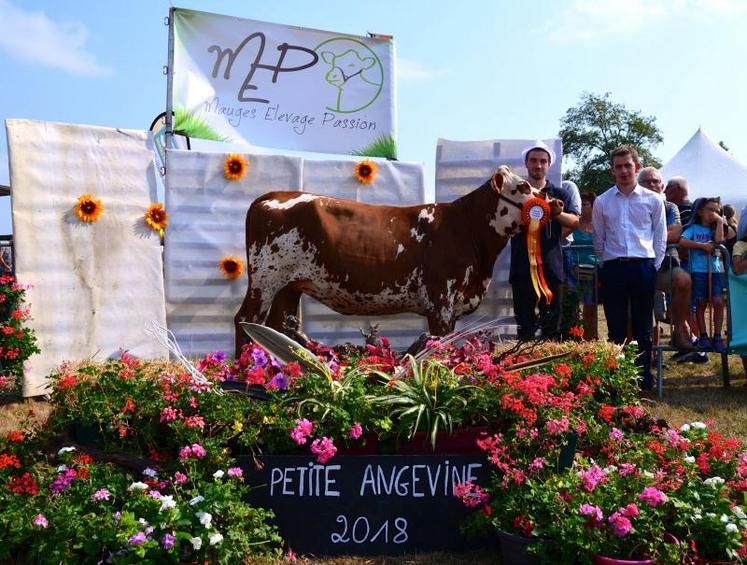 Championne génisses prim'Holstein 2018