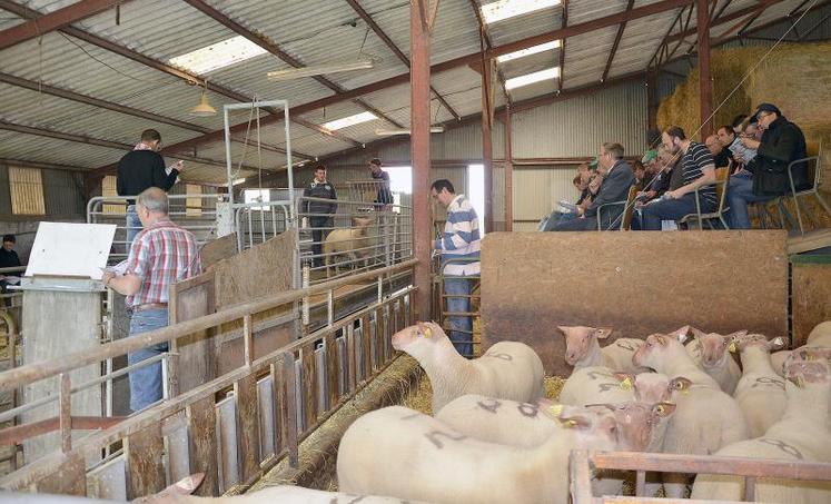 Une cinquantaine d’agneaux “de très bonne qualité”, selon l’organisme de sélection, ont défilé sur le ring.