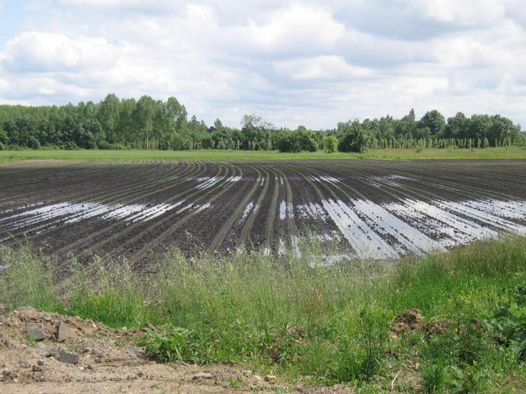 Le rendement sera vraisemblablement en deçà des résultats escomptés, qu'il s'agisse du grain, mais aussi de la paille.