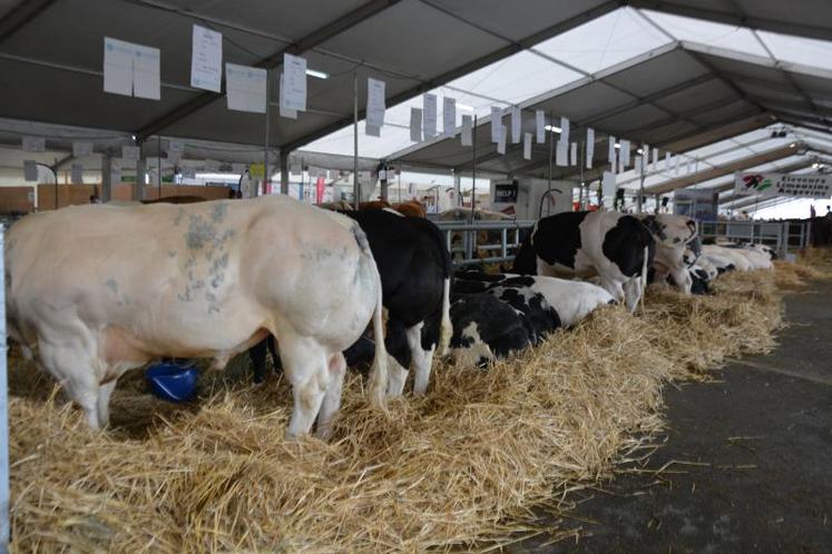 Dans les coulisses des vaches Blanc Bleu.