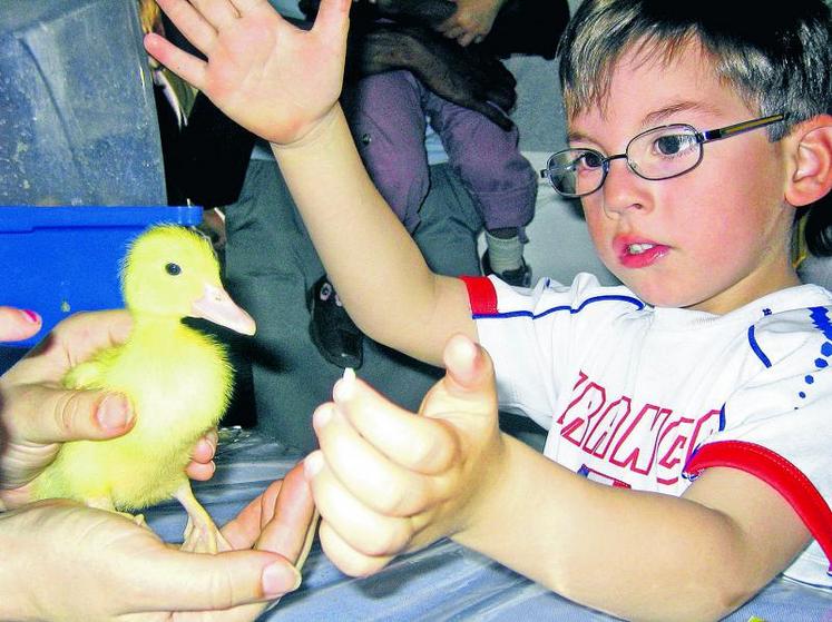 La grande ferme installée à Nantes fait le bonheur des enfants, qui peuvent assister, entre autres animations, à l’éclosion de poussins.