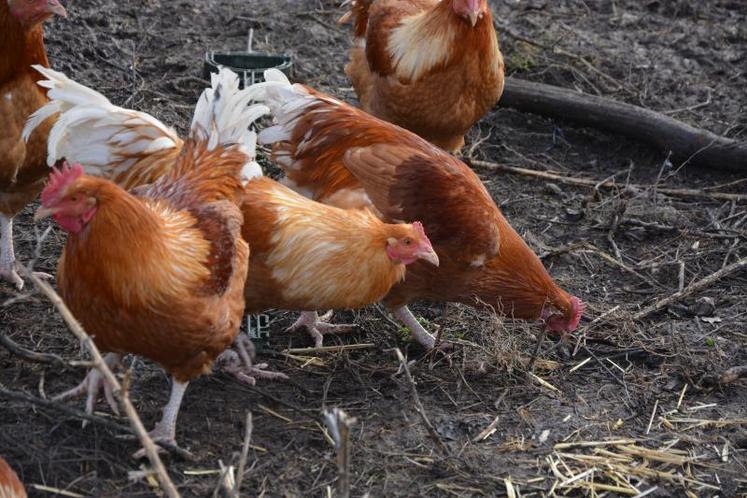 Du 1er novembre jusqu’à Noël, les chapons sont nourris avec un aliment fabriqué à la ferme : du maïs trempé 24 h dans du lait cru.