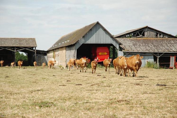 La situation la plus préoccupante est pour le secteur de la viande bovine déjà fragilisé par la conjoncture économique.