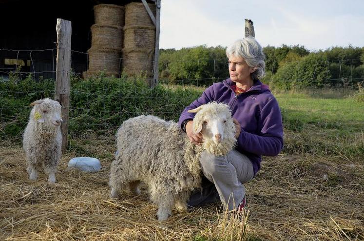 Cela fait maintenant 5 ans que Marie-France Brilhault a décidé d’élever des chèvres angora. Elle possède aujourd’hui 23 chèvres et 2 boucs dont Jazz (3 ans) présent sur la photo, qui possède un poil fin particulièrement recherché.