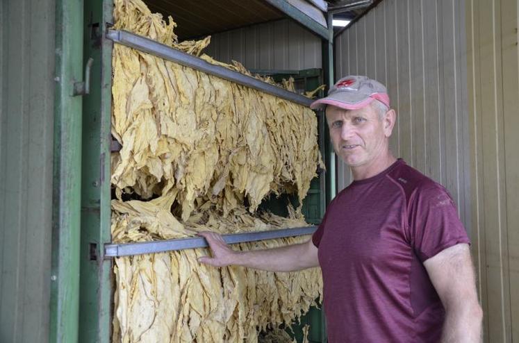 Pascal Socheleau devant le four à tabac. Sa production de Virginie, dont la récolte manuelle s’étale de fin juillet à fin septembre, est destinée à fournir les bars à chicha du Moyen Orient.