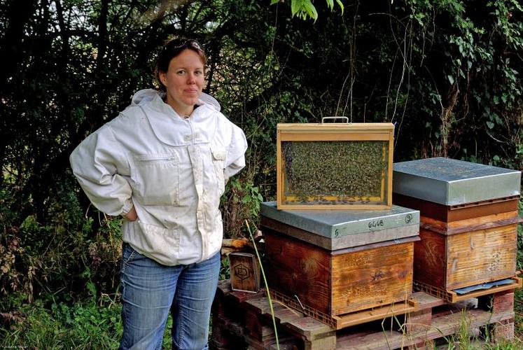 Hélène Berteau a lancé 50 ruches en production cette année. Elle se fixe un objectif de 200 à 300 ruches. À l’abeille noire, race traditionnelle française, elle a préféré la race Buckfast croisée avec une caucasienne, plus prolifique et plus rustique.