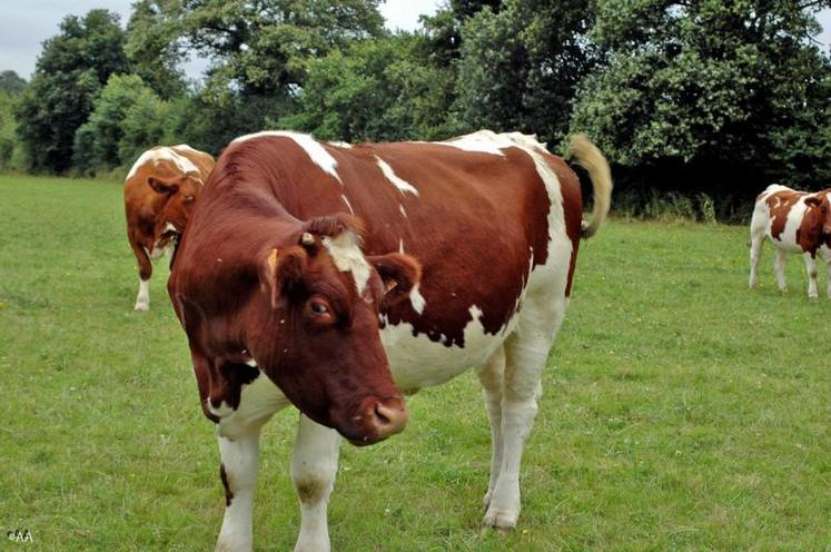 Le concours national 2012 rouge des prés se tiendra les 7 et 10 septembre à Chateaubriant.