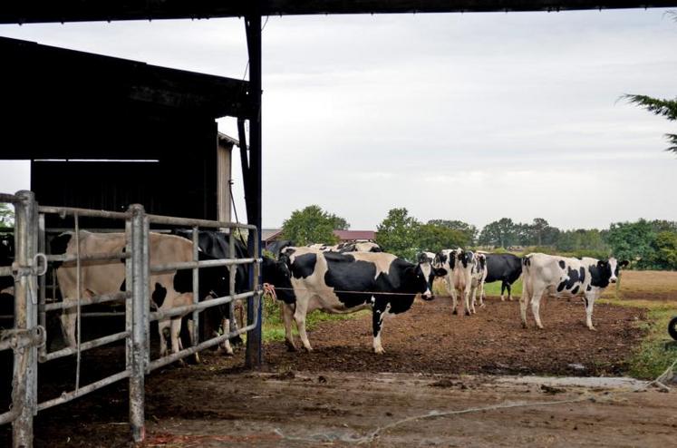 Les vaches ont accès direct aux pâturages.