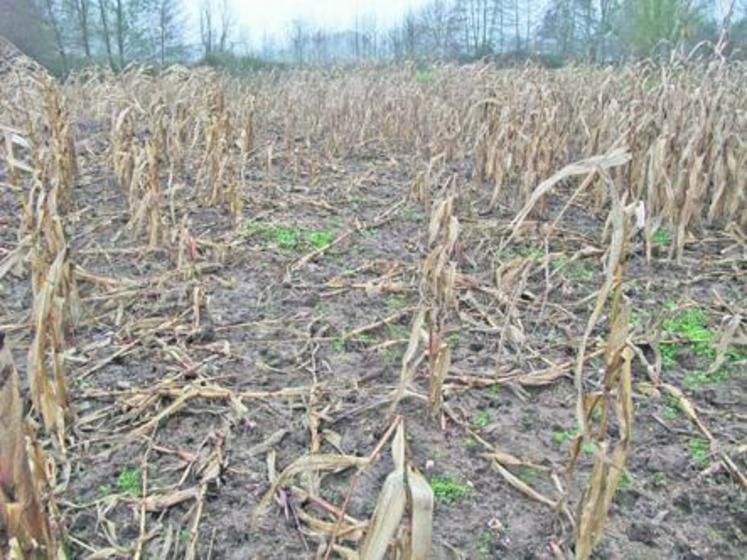 Les agriculteurs attendent un Plan national de maîtrise du sanglier. Une réunion, à l’initiative de la FDSEA, est programmée le 2 décembre à Feneu.