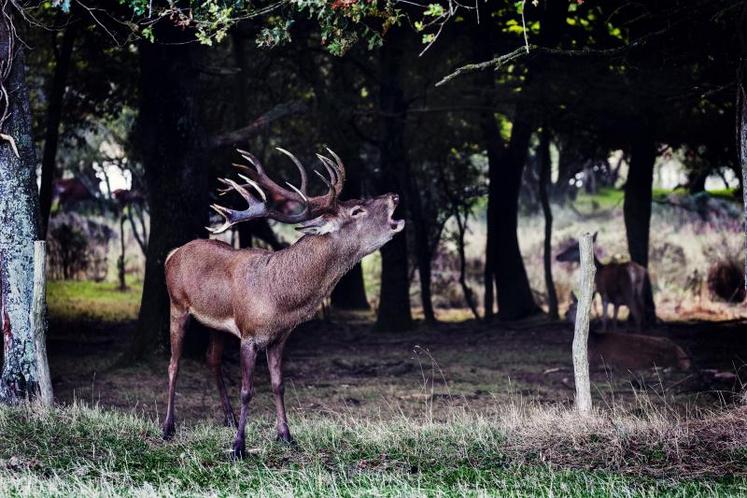 Pas de bagarre : si, dans la nature, les cerfs s’affrontent lors de la période de brâme, à la Fardellière les trois reproducteurs sont séparés : chaque cerf a sa harde de biches attitrée.