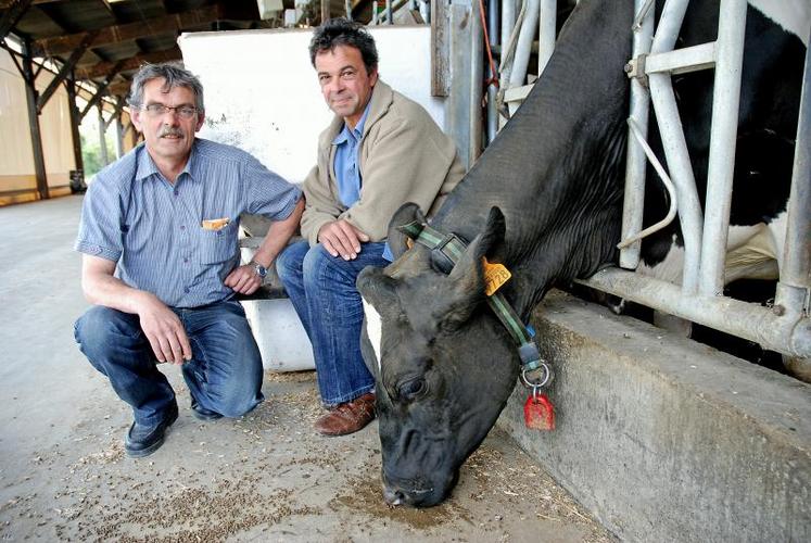 Jean-Michel Lamy, responsable de la ferme expérimentale et Michel Prezelin, 
responsable du secteur lait. À l’oreille, la vache porte une boucle électronique et au cou, un collier qui détecte les chaleurs et la rumination.