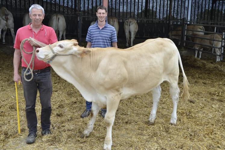 Patrick et Benjamin Lefort avec Odalys, génisse blonde d'Aquitaine qui va participer à son 1er inter-régional à Cholet, dans la catégorie "moins de 1 an".