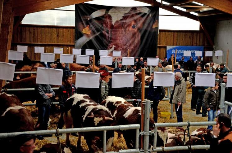 Alors que l’an dernier, la vente de reproducteurs de l’an dernier à Cholet a accueilli 40 animaux, cette année 54 reproducteurs étaient proposés à la vente.