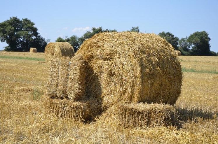 Le créneau de La petite botteleuse est de fournir à la filière du bâtiment des bottes de paille adaptées au format exigé pour l'isolation thermique (60 cm d'entraxe en ossature bois), inversant ainsi le fonctionnement actuel du marché.