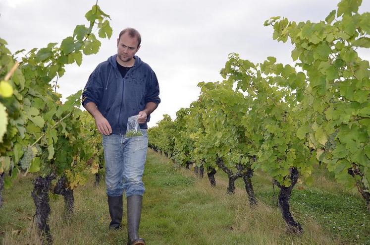 à Saint-Melaine-sur-Aubance, le 28 août. Nicolas Rubin, de l’ATV, récolte des baies de chenin qui seront analysées en laboratoire. Des prélèvements seront faits chaque jeudi jusqu’au 20 octobre.