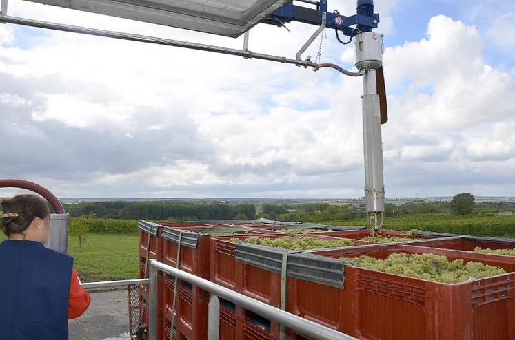 Jusqu'à 1 000 tonnes de raisin sont réceptionnés à la cave en période de pointe.