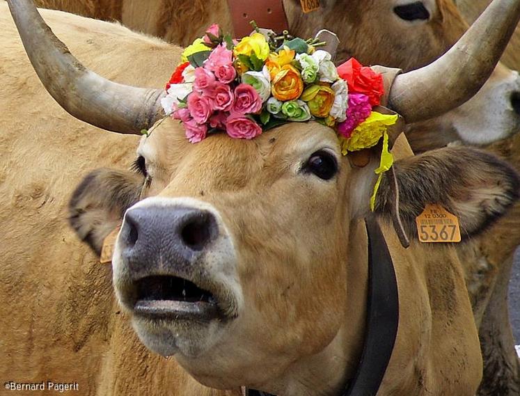 1ère place : “Vache fleurie” de Bernard Pagerit (49)