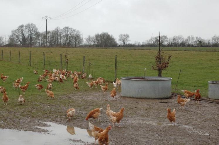 Le risque est que le virus soit transporté dans les élevages via les couloirs de migration par les oiseaux sauvages.