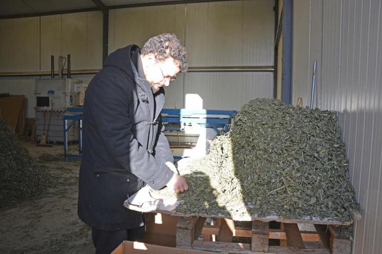 Fabien Delaunay effectuant le tri manuel de la menthe séchée, après un premier tri mécanique qui permet d’enlever la tige. Cette étape peaufine le travail de la machine et permet d’éliminer les mauvaises herbes.