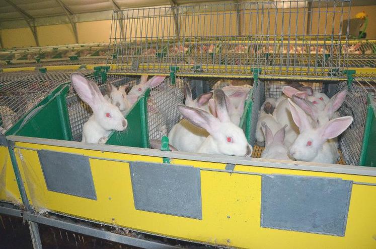 Un élevage de lapins Nouvelle agriculture en Maine-et-Loire. La garantie “sans antibiotiques” est un argument de poids pour le consommateur.