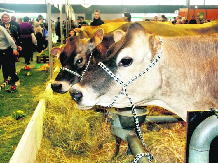 Le Maine-et-Loire, premier département en nombre d’animaux en jersiaise.