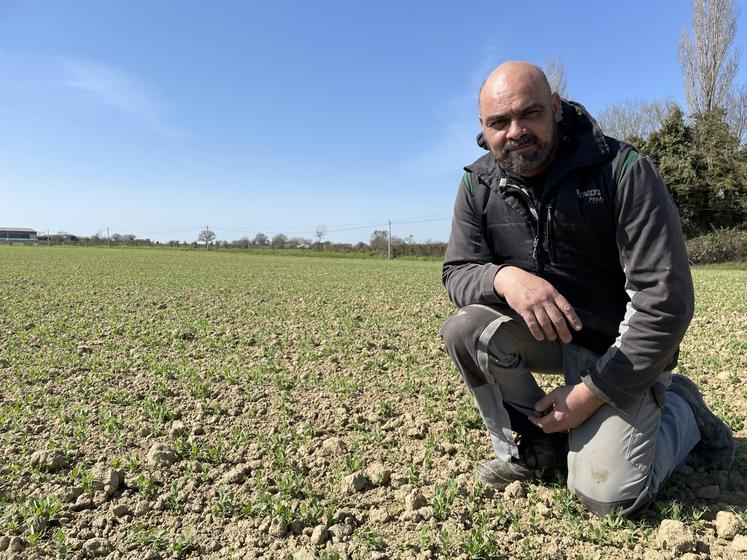 Réussir la culture du pois