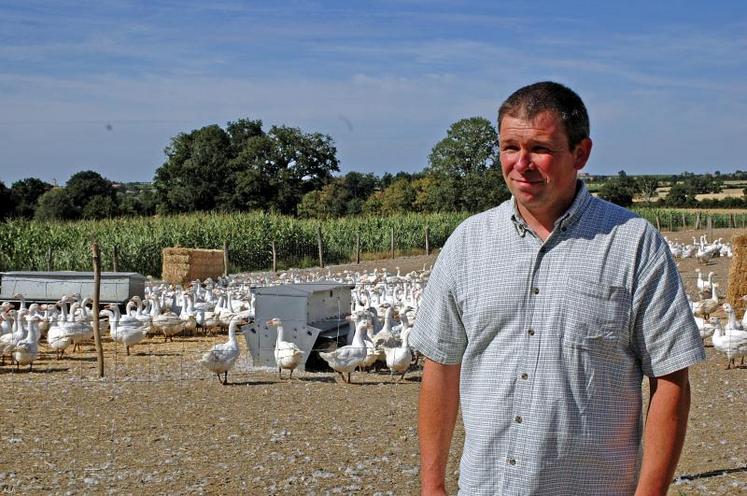 Jérôme Babin, producteur à Saint-Hilaire-du-Bois, élève chaque année 2 000 oies à rôtir.  Elles se nourrissent d’herbe au printemps et de maïs sur pied à la fin de l’été, ainsi que de blé produit sur l’exploitation.