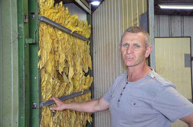 Pascal Socheleau, producteur de virginie à Chemillé, préside Nord et Loire Tabac depuis janvier 2014.