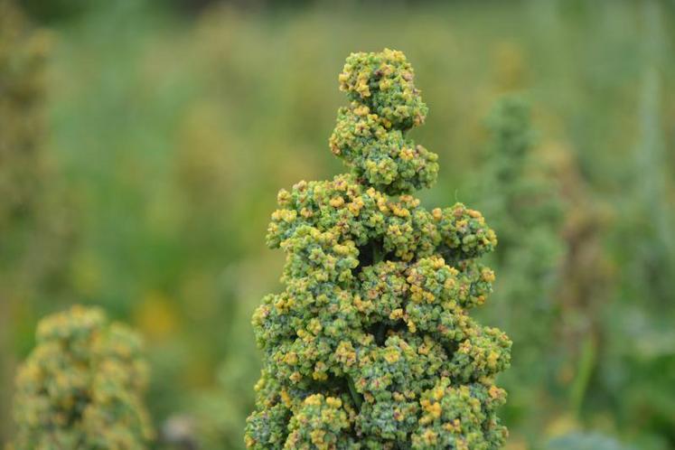 Quinoa avant récolte.