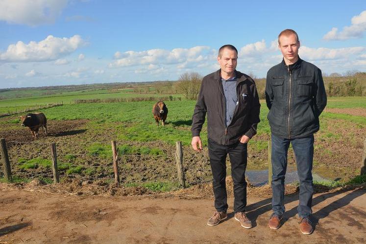 Passionnés par la race parthenaise, le père et le fils Guillemet participent à des concours. Le dernier en date : le concours général agricole du Sia, où leur taureau Indigo (sur la photo) a été sacré champion.