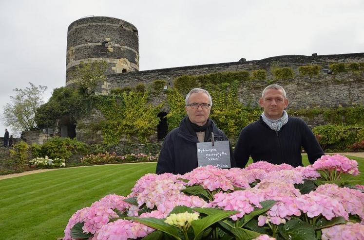 Parmi les variétés implantées dans le jardin d'hortensias, on retrouve la Fraise melba qui vient de la pépinière Renault (53).